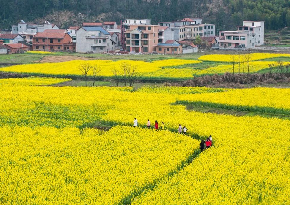 咸宁市赏花景点有哪些景区,诗意踏青春暖花开