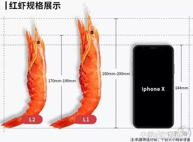 阿根廷红虾和青虾仁哪个好,阿根廷红虾有什么特别之处呢