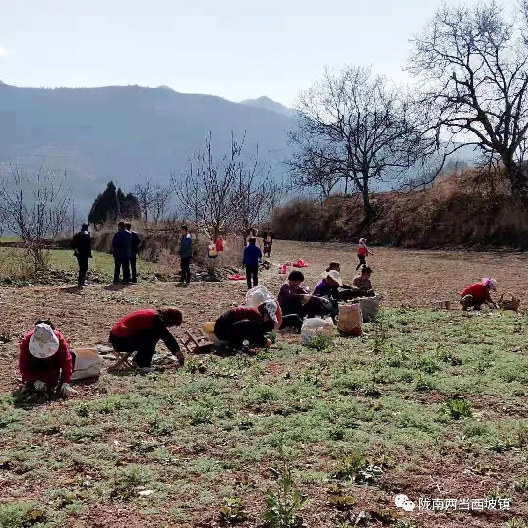 新型土地流转合作社,合作社带动农户土地流转