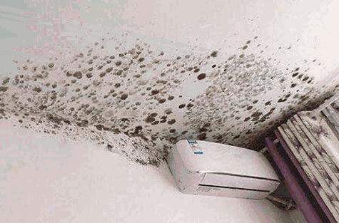 墙体霉菌还能致癌？拯救陈年老霉的*器武**，杀菌率99%！