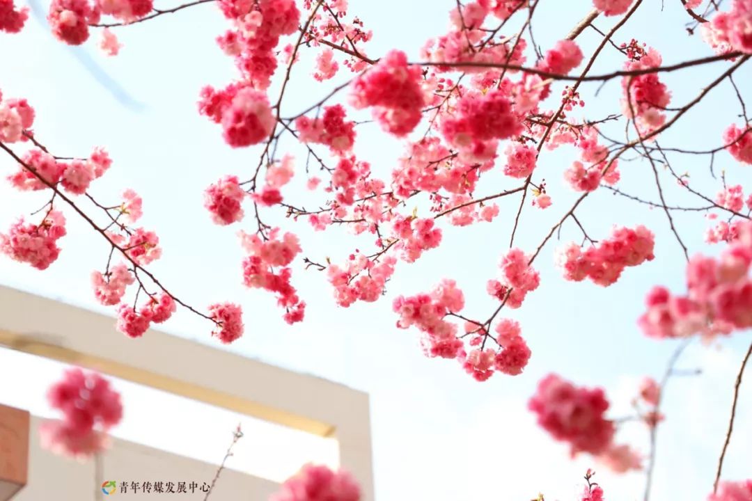 海棠与樱花的区别在哪里,海棠樱花桃花怎么区分