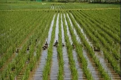 京东黑科技保真,阿里巴巴五常大米是正品吗