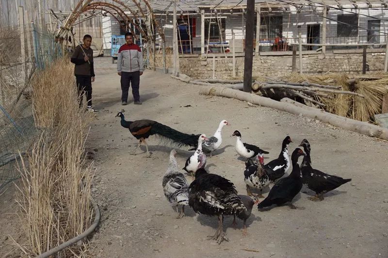 和静县肉鸽养殖基地,和静养殖基地