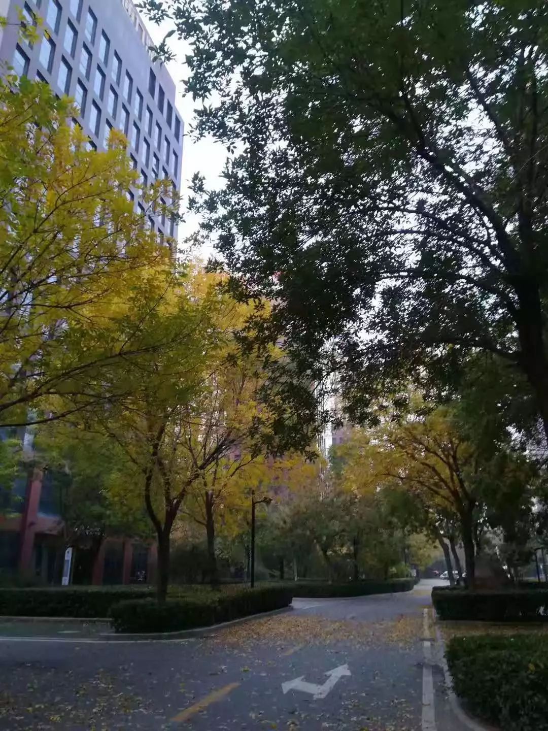 你今天真好看莉兹克里莫,你今天真好看吖