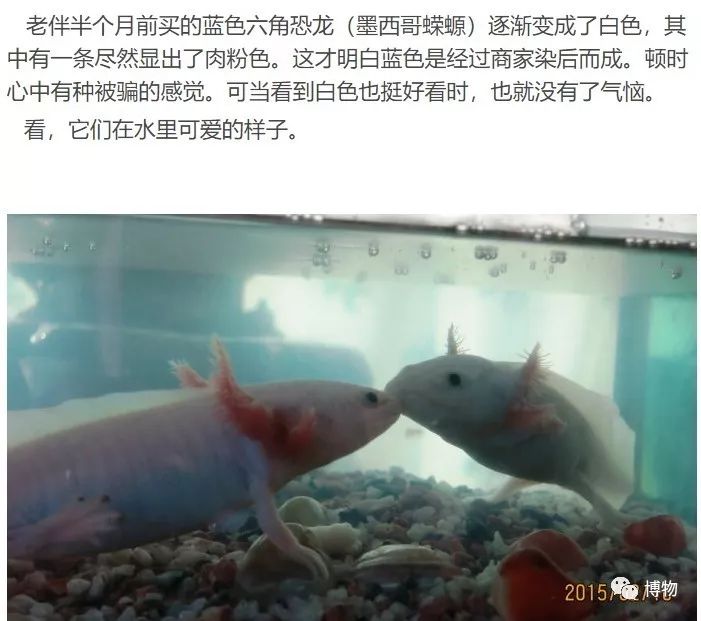 9102年了,别再用“人造”伤害动物和买家