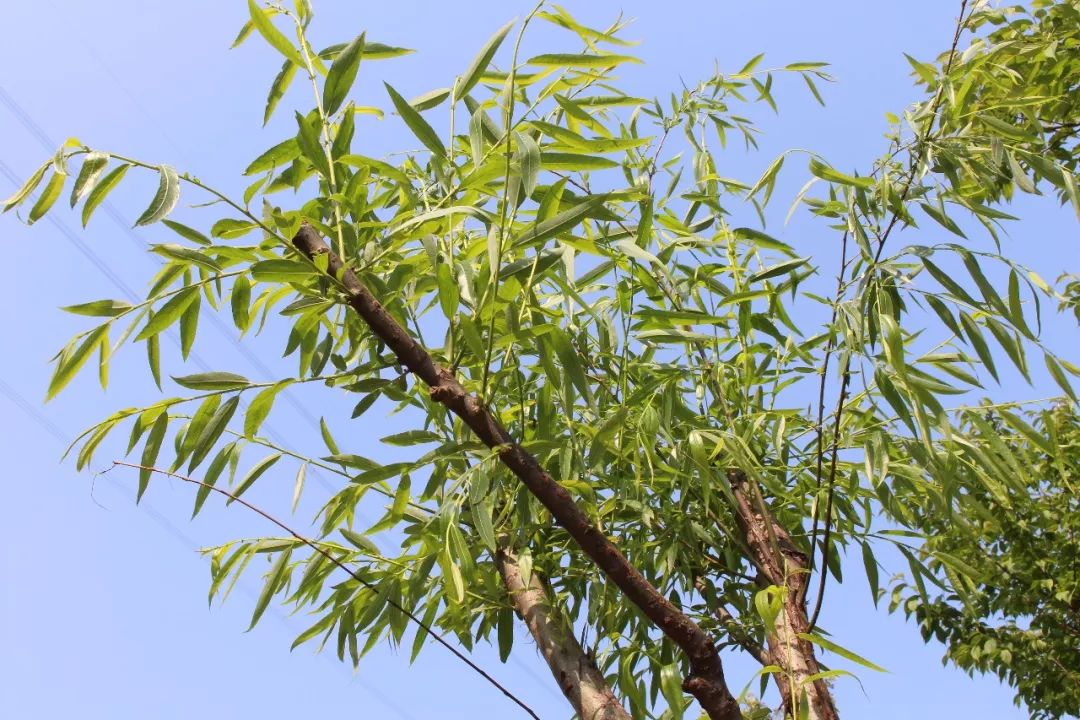 适合踏春的景点厦门,厦门春季旅游攻略