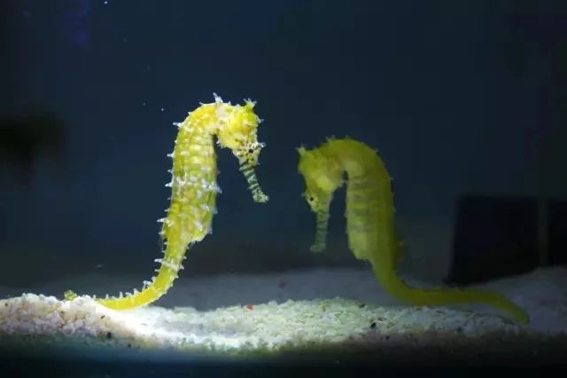 99元畅玩上海欢乐谷,99元畅玩川内30个景区