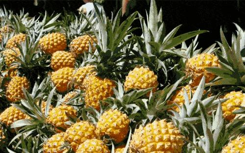 泰国品种香水小菠萝新鲜,泰国香水菠萝为什么那么甜