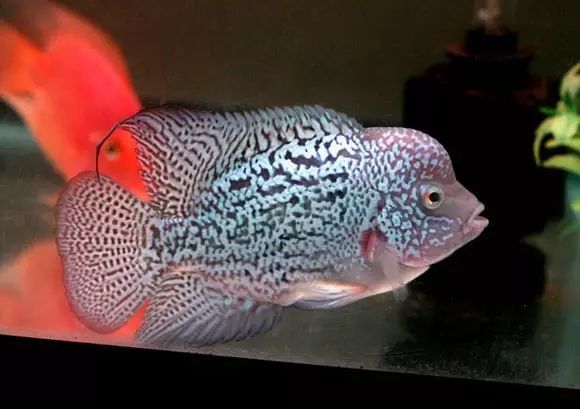 闆岄泟楸肩殑姝ｇ‘閰嶅鏂规硶,绉嶉奔濡備綍閰嶅