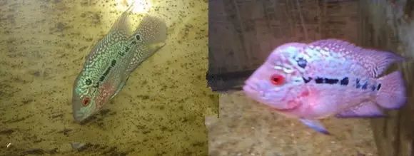 闆岄泟楸肩殑姝ｇ‘閰嶅鏂规硶,绉嶉奔濡備綍閰嶅