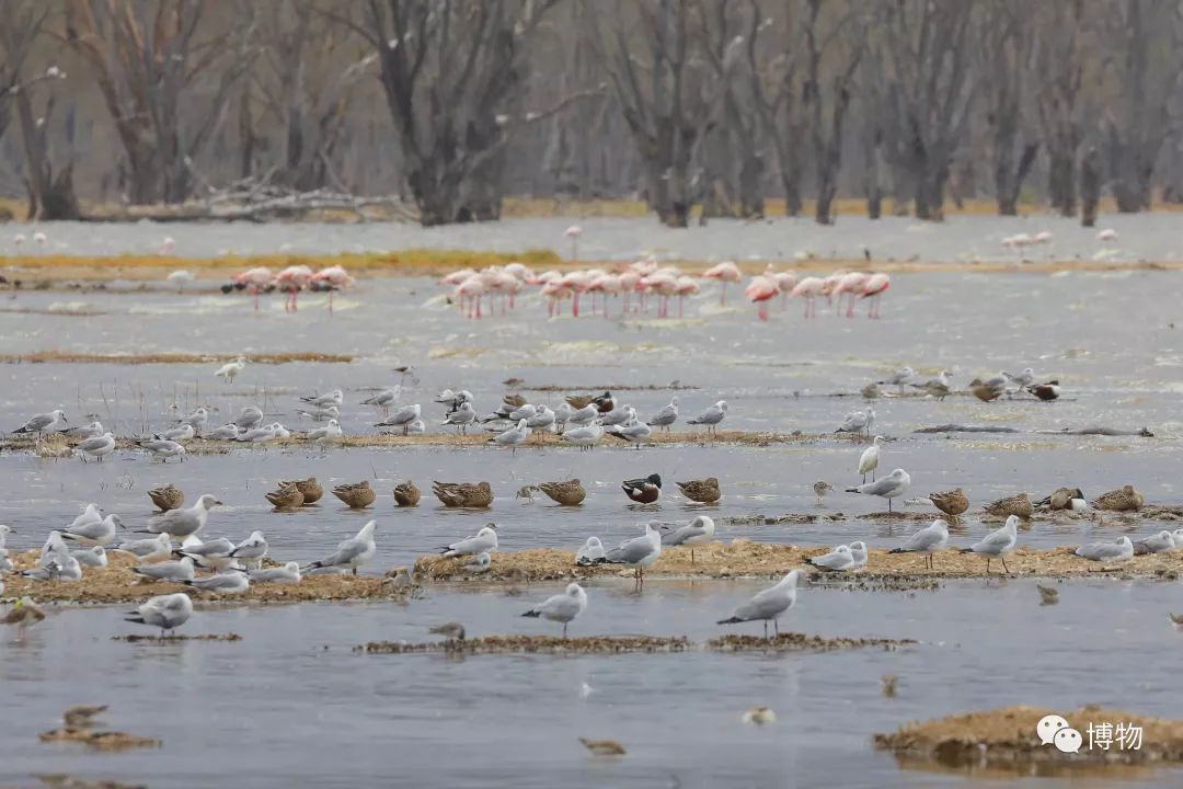 肯尼亚博物学之旅,博物肯尼亚