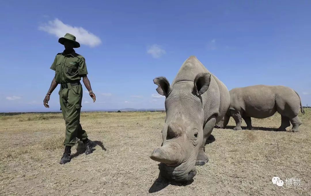 肯尼亚博物学之旅,博物肯尼亚