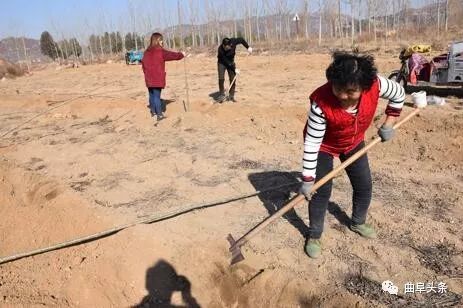 鑱氱劍涓夊啘绉嶆爲,鑱氱劍涓夊啘鑰曞湴