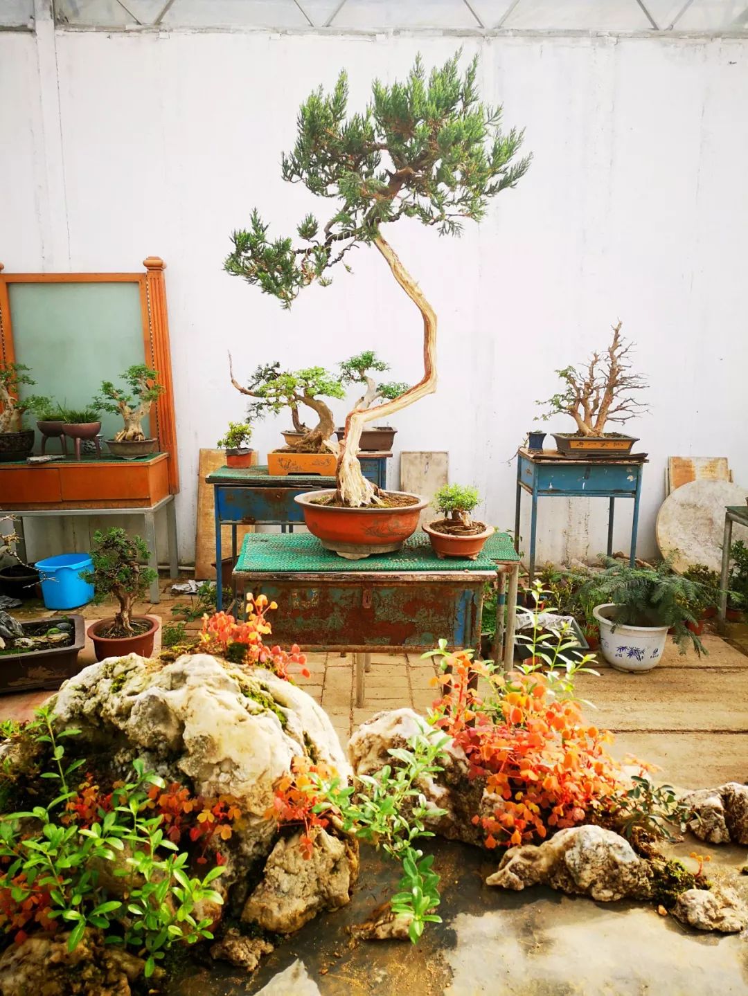 西安最大花卉交易市场,西安朱宏路丰产路巨坤花卉市场