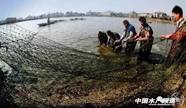 鱼溃疡病症状,鱼细菌性烂鳃的症状及治疗方法