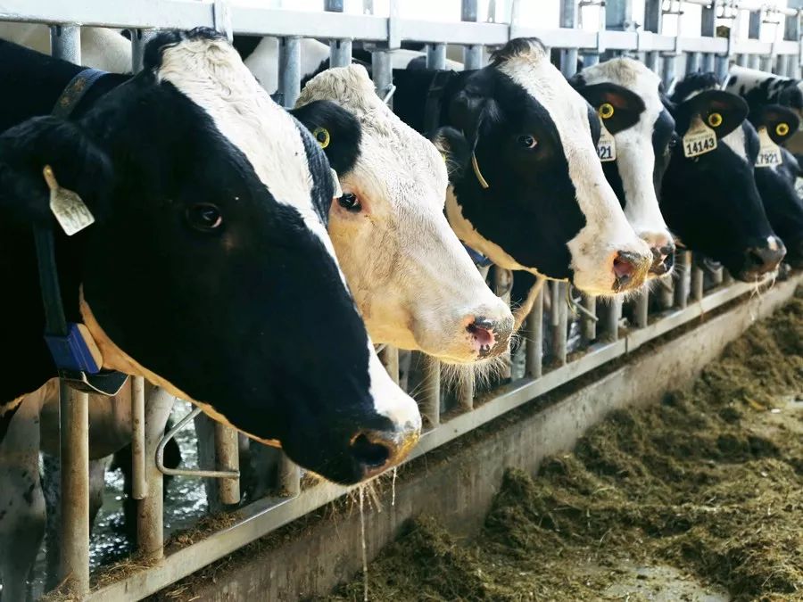 为了孩子能喝上新鲜的奶,让孩子喝上放心的牛奶就那么难吗