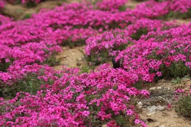 正当时莲花山踏青,莲花山赏花要预约吗