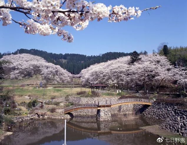 2019年日本大赏排行榜,2018全日本赏樱花旅游攻略