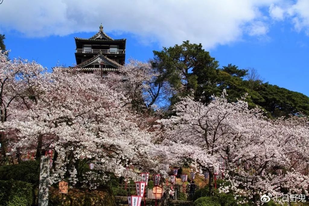 2019年日本大赏排行榜,2018全日本赏樱花旅游攻略