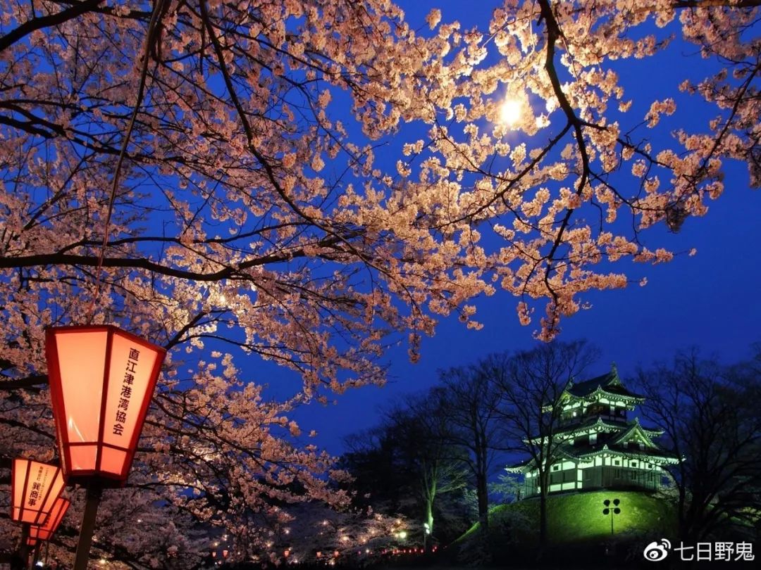 2019年日本大赏排行榜,2018全日本赏樱花旅游攻略