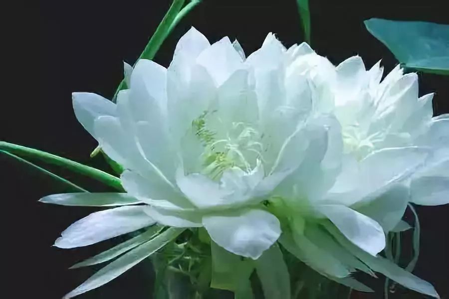 杨不悔和杨过的结局,杨不悔的结局