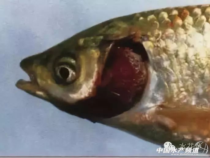 常见鱼鳃病,鱼类最难治的病