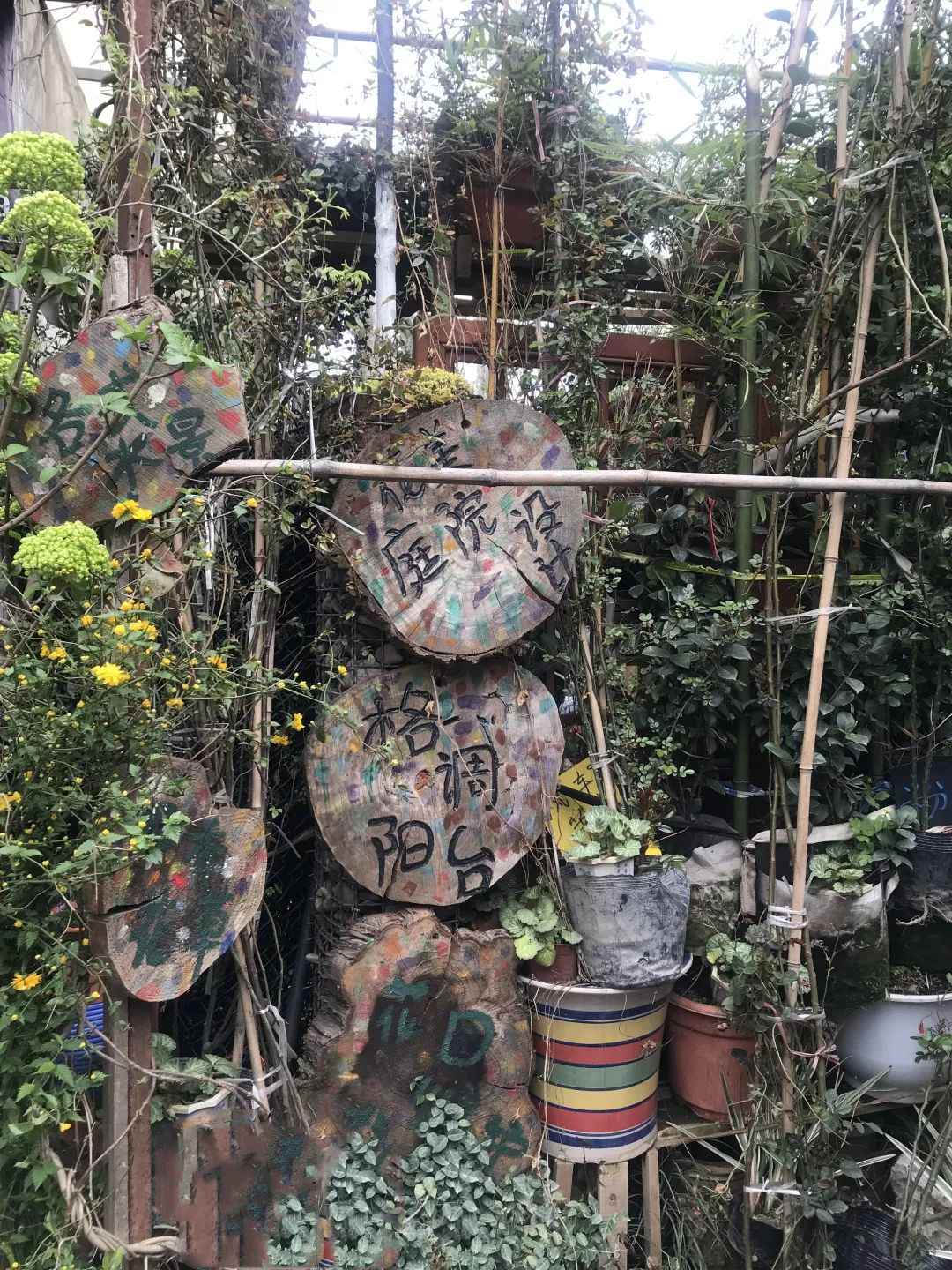 花色撩人，亲测德阳这两家花市，“花chi”去了就不想出来！