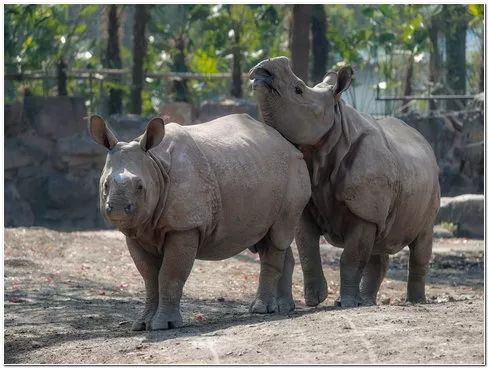 上海野生动物园游览攻略,上海野生动物园的旅游路线示意图