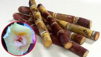 姣旀瘨铔囪繕姣掔殑缇庨,姣旀瘨铔囪繕姣掔殑涓滆タ