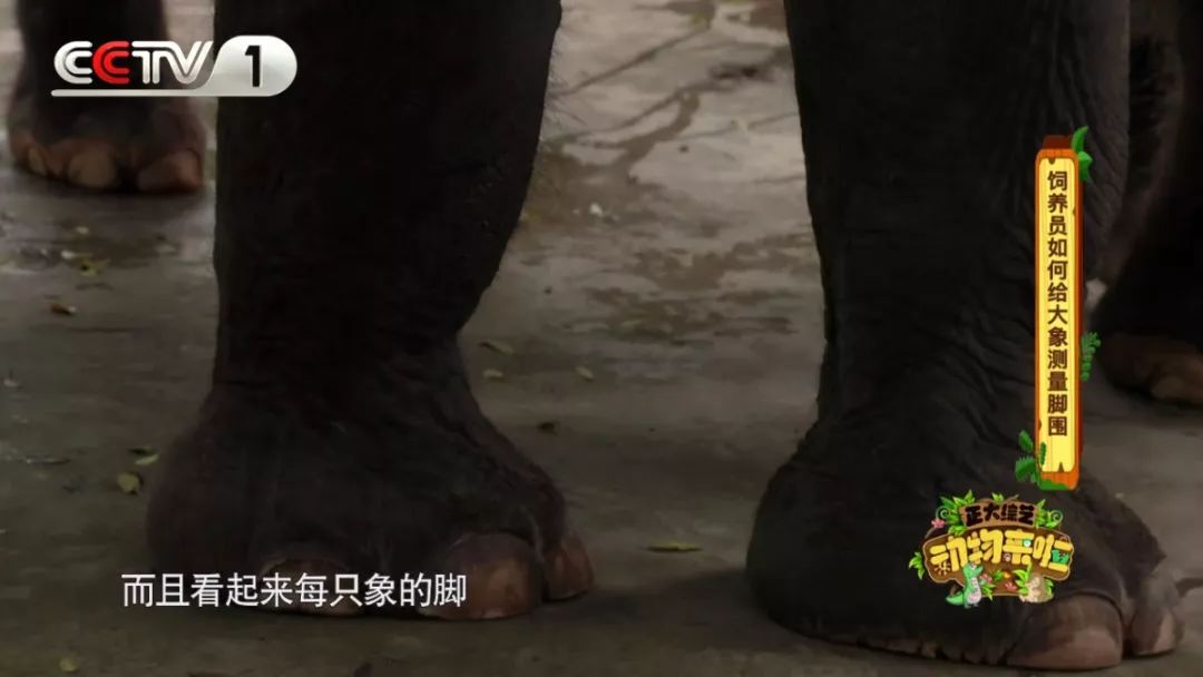 大象脚围2倍=大象身高?《正大综艺·动物来啦》为您实地验证