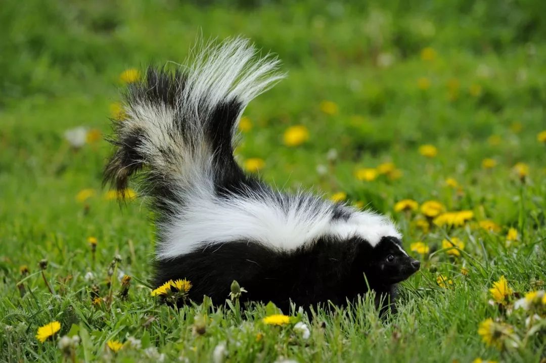 还有人养臭鼬当宠物,想不到吧日文