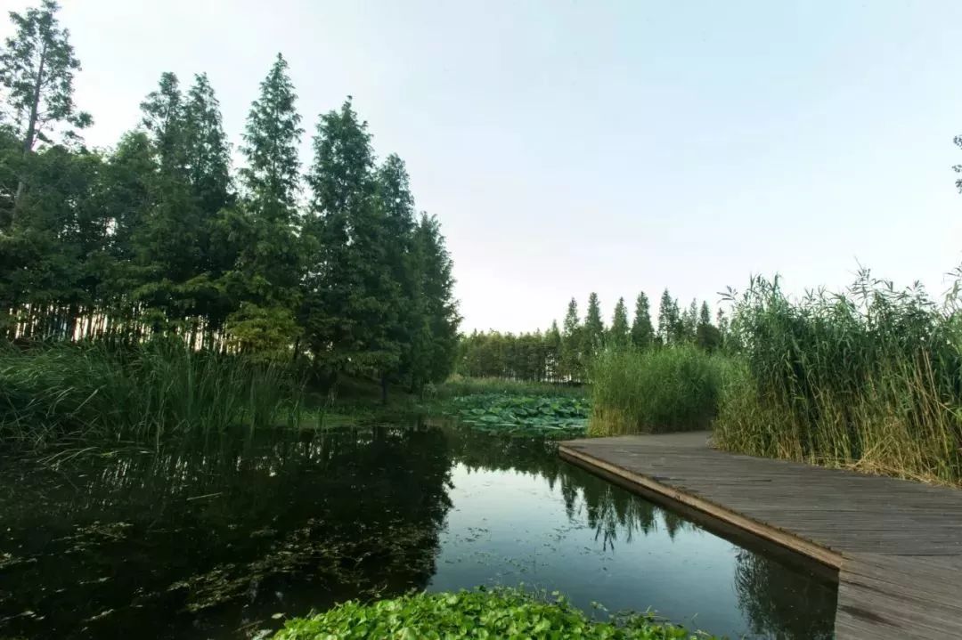 上海黄浦江旁边的公园,黄浦江边上的公园