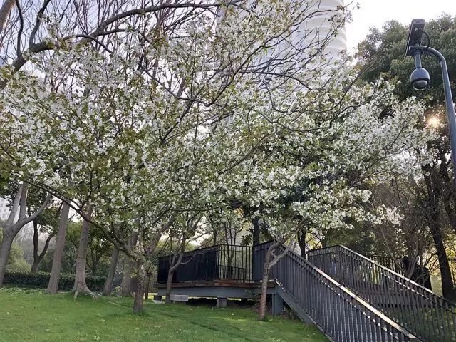 上海黄浦江旁边的公园,黄浦江边上的公园