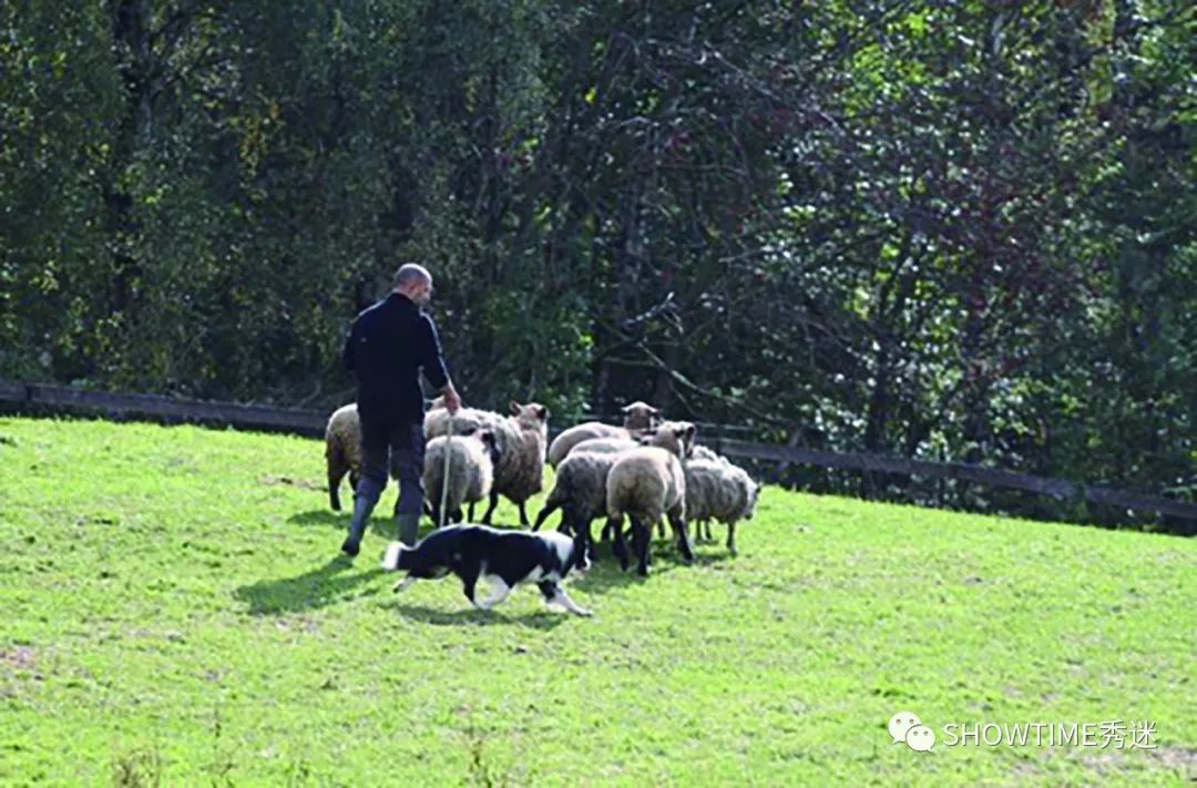 Elyn：非常安静内向的……野姑娘。|犬学知识专业版封面故事