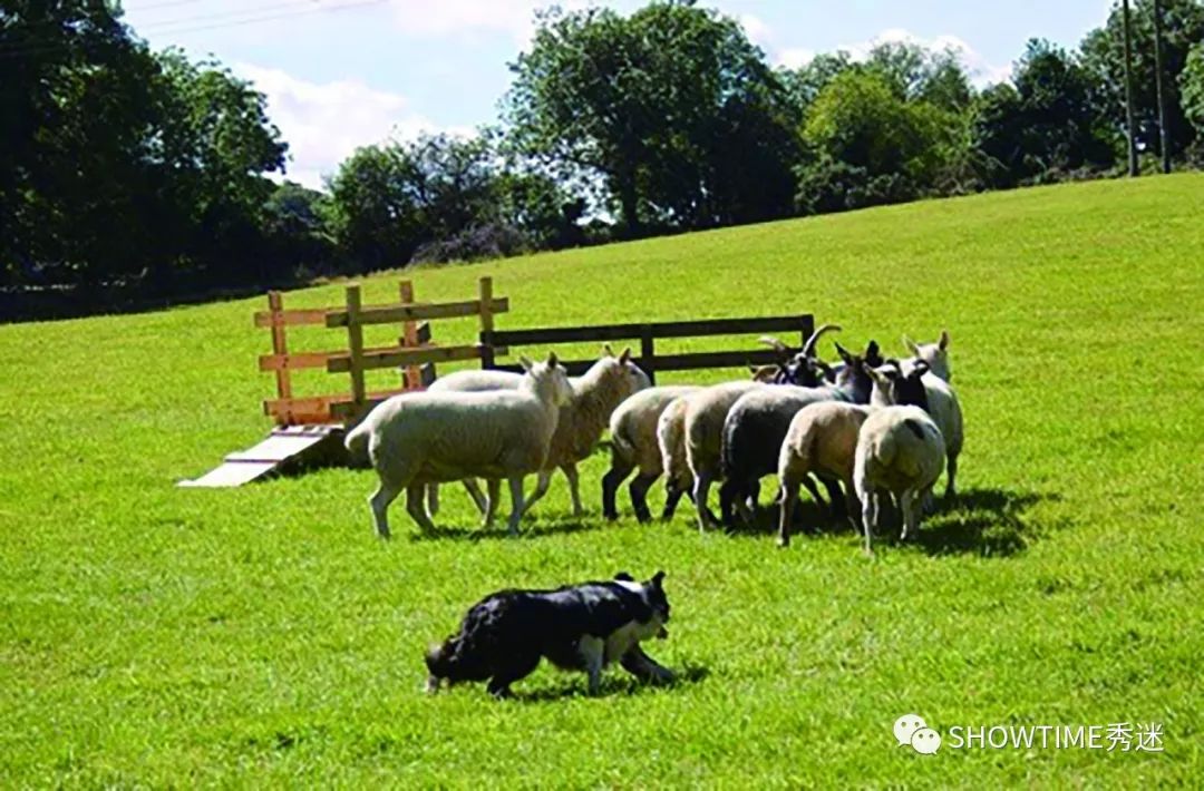 Elyn：非常安静内向的……野姑娘。|犬学知识专业版封面故事