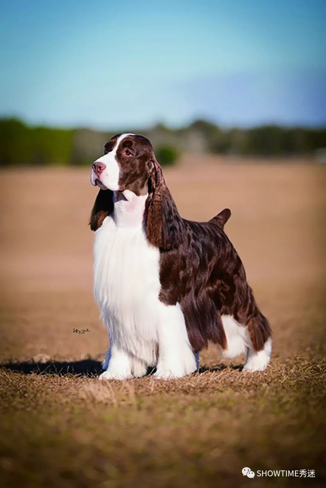 Elyn：非常安静内向的……野姑娘。|犬学知识专业版封面故事