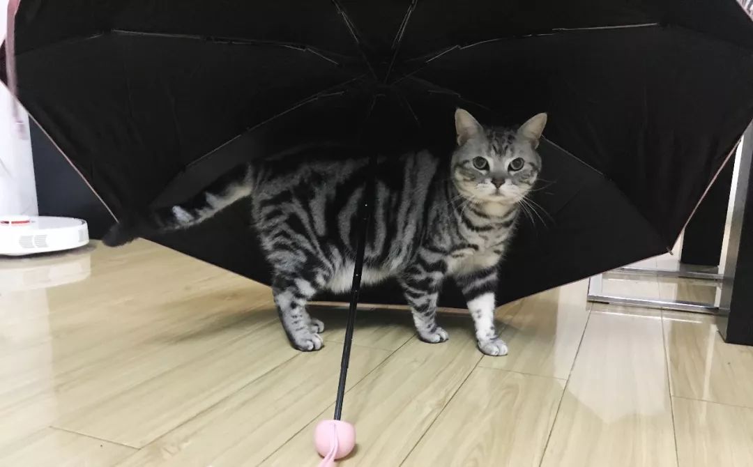 店庆全攻略,店庆攻略