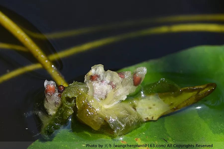 微型睡莲的品种及图片介绍,冬季适合种植的睡莲