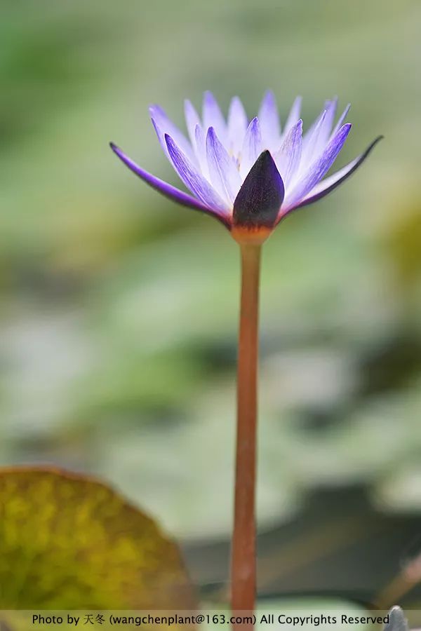 微型睡莲的品种及图片介绍,冬季适合种植的睡莲