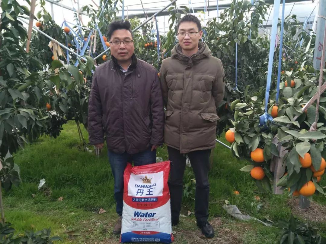 预防黄龙病有什么禁用药吗,沃柑黄龙病用什么药预防