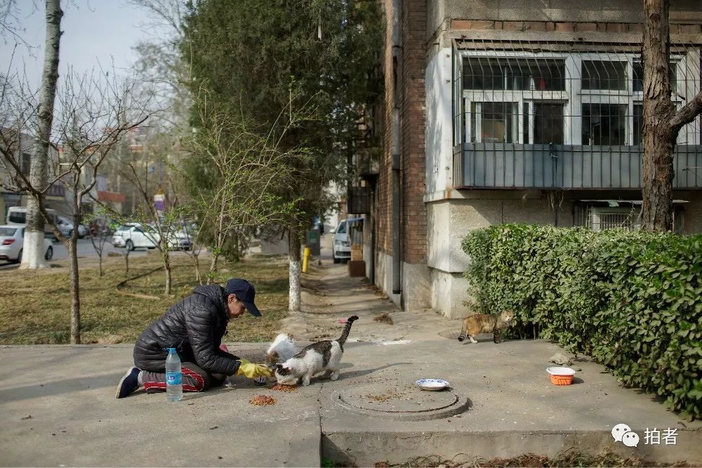 养40只流浪猫建新家,家里有18只流浪猫