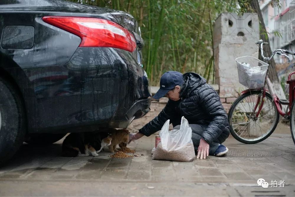 养40只流浪猫建新家,家里有18只流浪猫