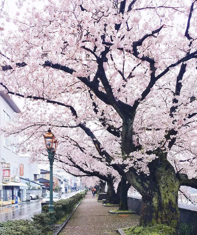 日本有关樱花的照片,日本最美樱花图
