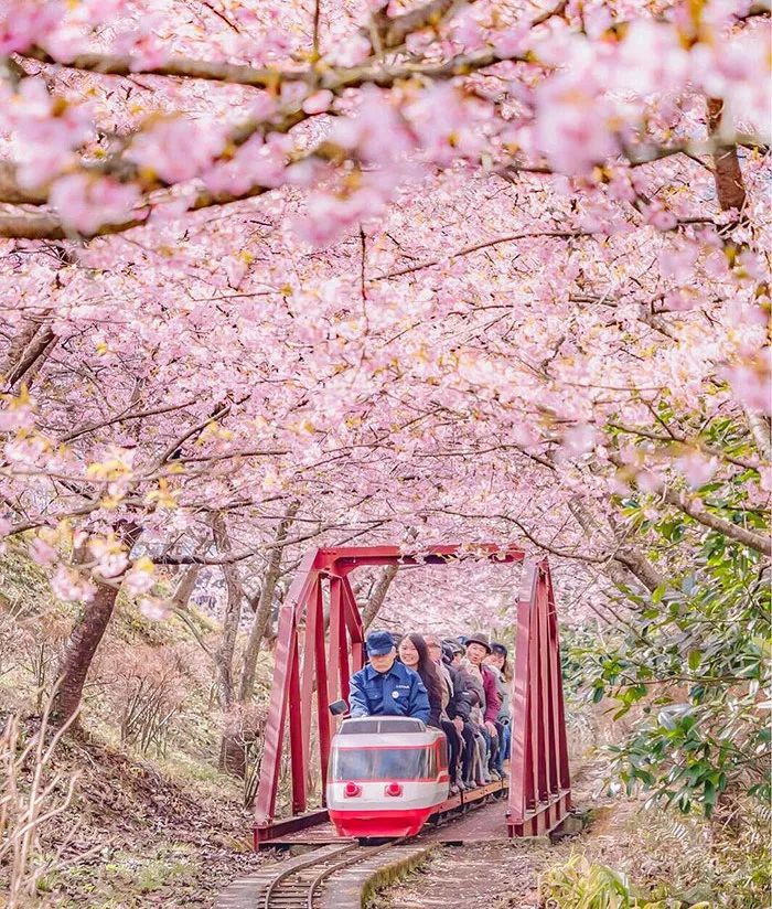 日本有关樱花的照片,日本最美樱花图