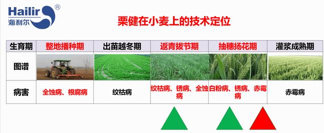 防赤霉病最好农药是哪一款,抗锈病抗赤霉病高产品种