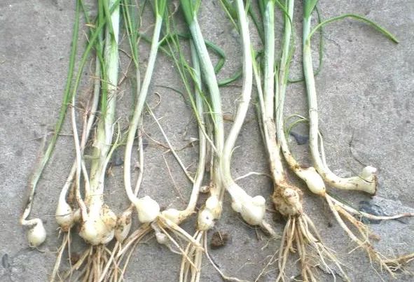 吃了街边买的“青菜”，一家三口急送医！这些菜清明常出没…