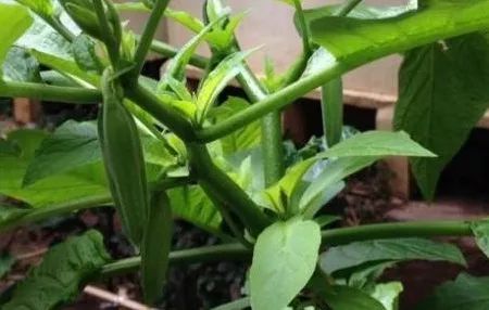 吃了街边买的“青菜”，一家三口急送医！这些菜清明常出没…