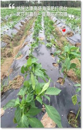 C位出道！嘉美好“藻精灵”正宗的海藻高塔复合肥，赶快报名免费尝鲜啦