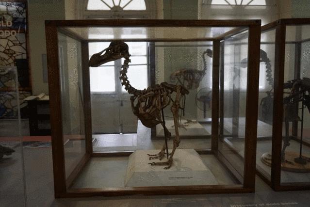 一次玩遍欧洲,毛里求斯环岛