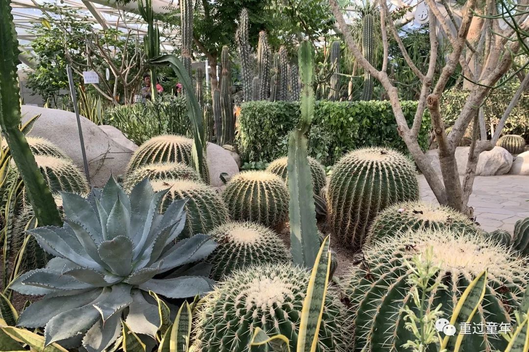 西安一个神奇的公园,西安市最值得去的免费公园景点